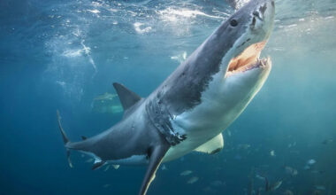 1,000-Lb. Great White Shark Surfaces Unusually Close to Alabama Shore After Journey Through Popular Gulf Coast Waters