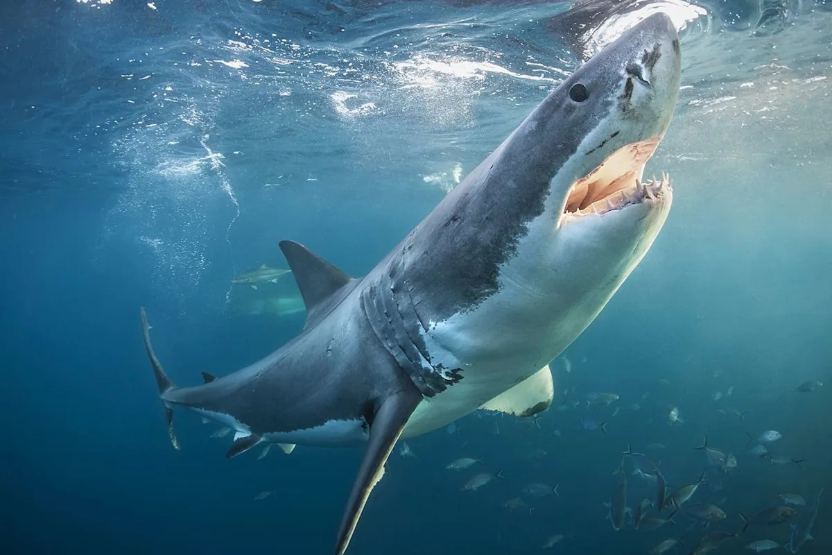 1,000-Lb. Great White Shark Surfaces Unusually Close to Alabama Shore After Journey Through Popular Gulf Coast Waters