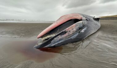 46-foot dead whale washed ashore Oregon coast beach