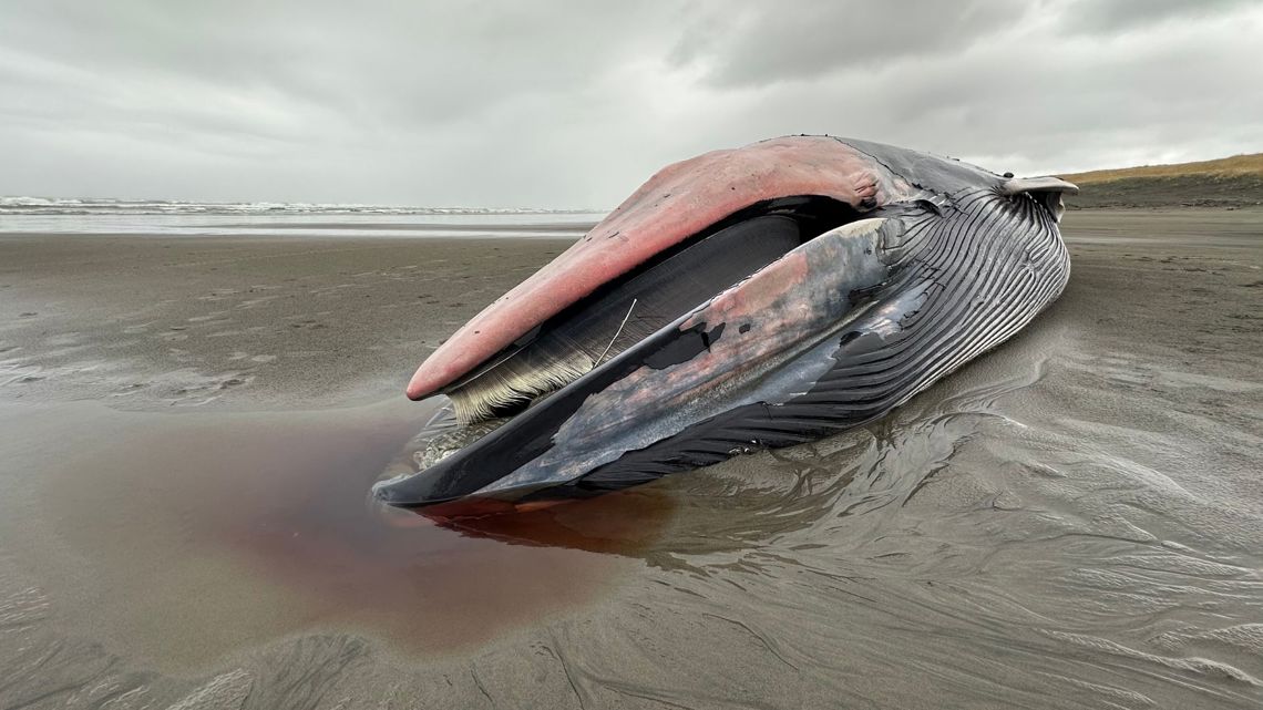 46-foot dead whale washed ashore Oregon coast beach