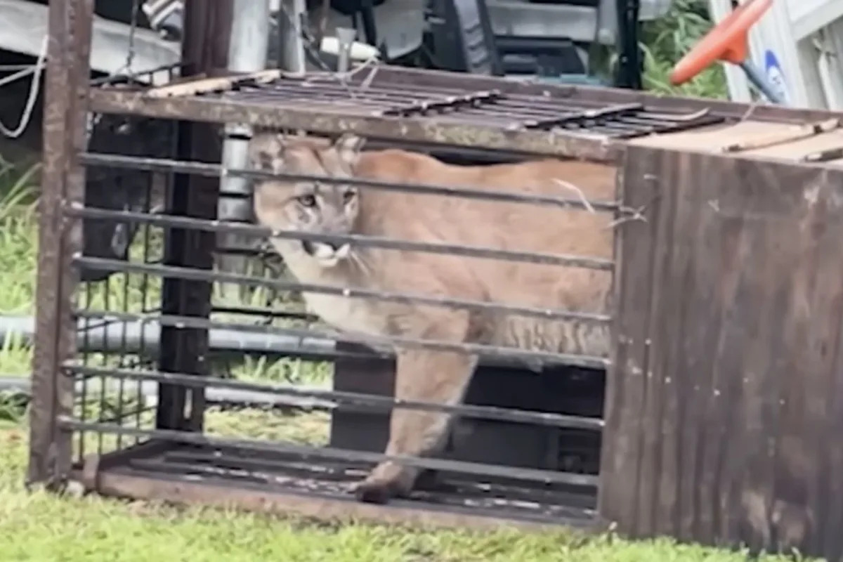 California Family Surprised to Find Mountain Lion Sitting in Backyard Trap Meant for Coyotes