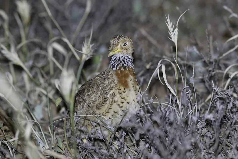 A plains wanderer in grass at the North Australian Pastoral Company station.