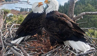 Animal Lovers Race to Protect Bald Eagle Couple's Nesting Grounds from Nearby Development as $10M Deadline Nears