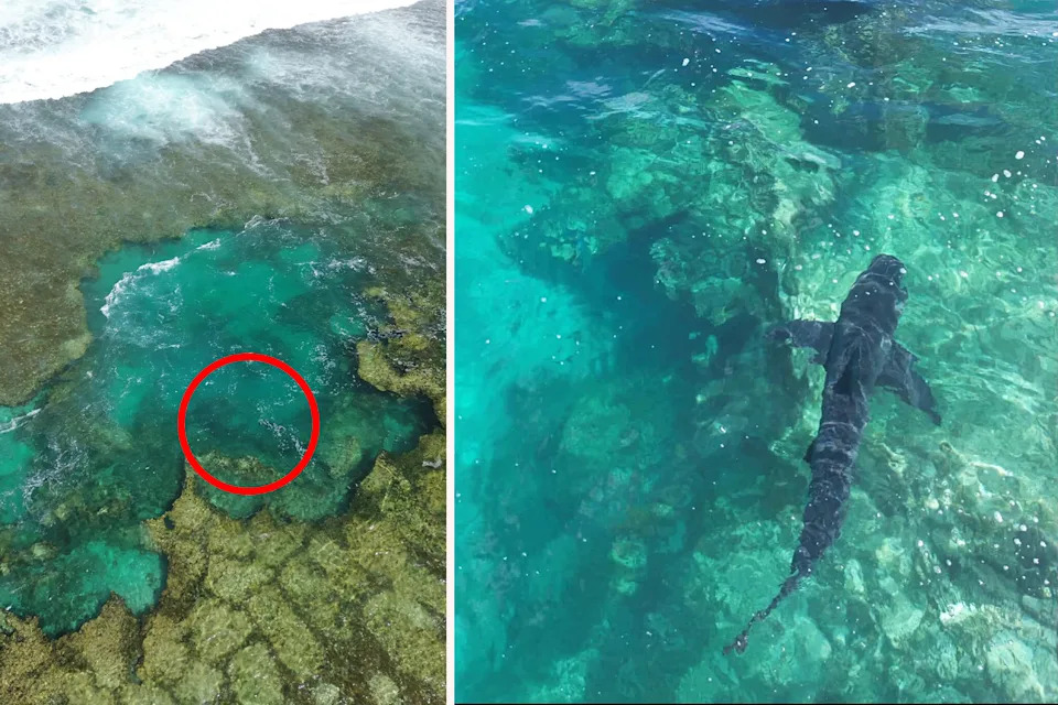 Left: The bronze whaler in the reef from a distance with a red circle around it. Right: Close up of the bronze whaler.