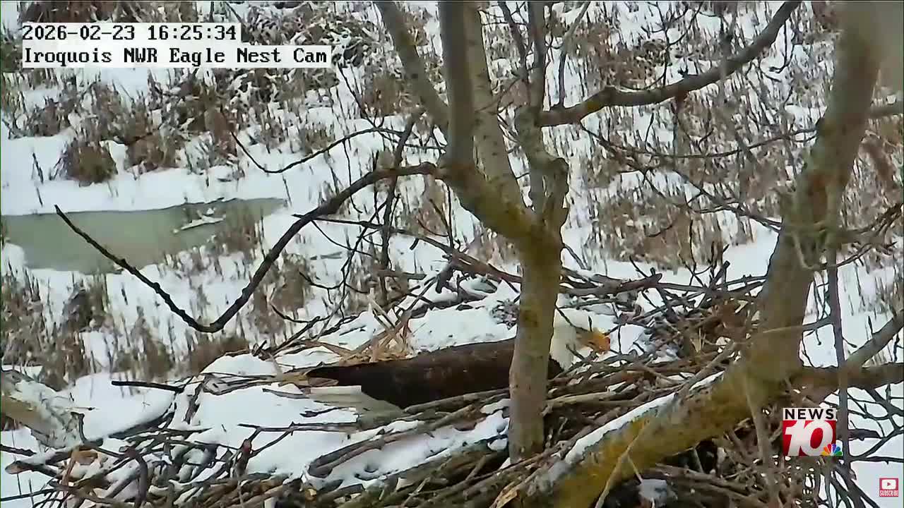 Bald eagle nest cam captures second egg at Iroquois National Wildlife Refuge