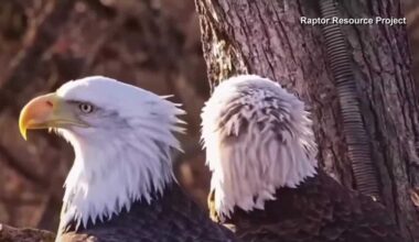 Eagle drama unfolds at Decorah North nest in Iowa.