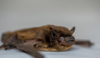 Bat almost never seen in Colorado turns up in Wellington yard