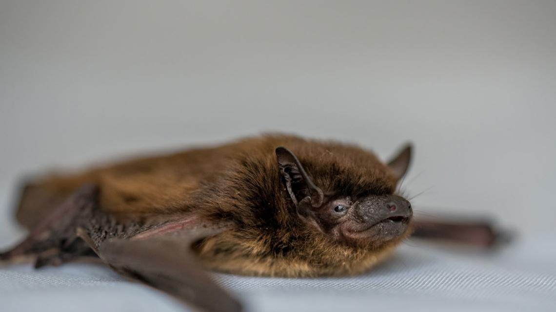Bat almost never seen in Colorado turns up in Wellington yard