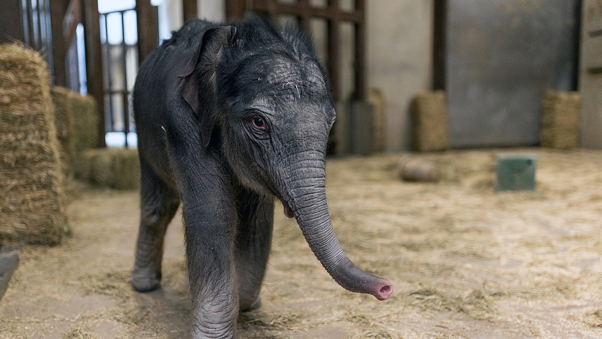 Baby Asian Elephant at Smithsonian Zoo