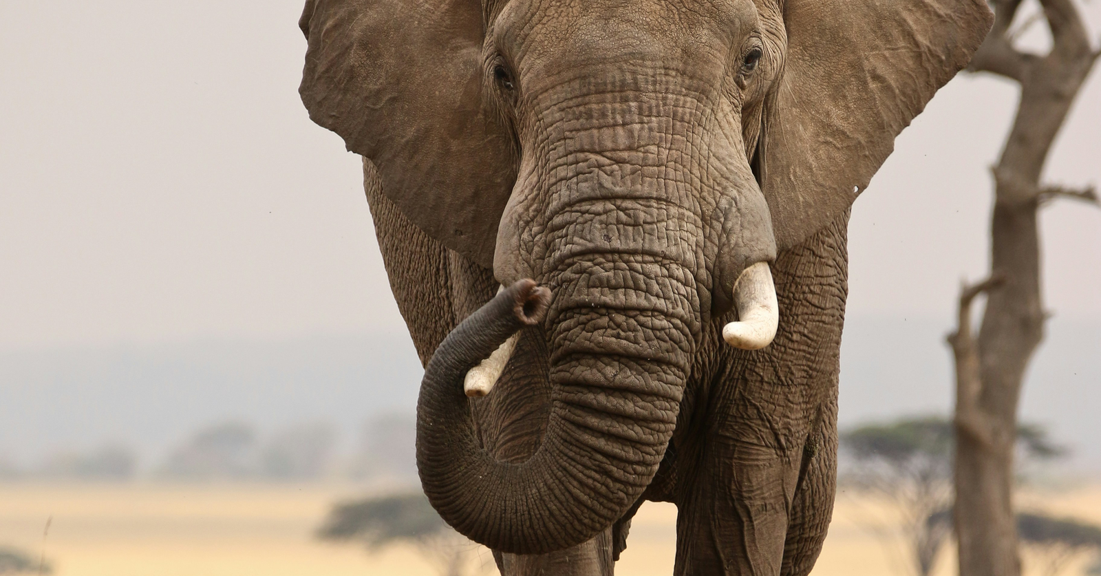 Elephant Trunks Even More Complex Than Previously Thought