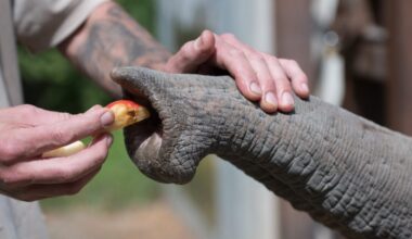 Photograph of a zookeeper feeling the unusual whiskers that cover an Asian elephant trunk.