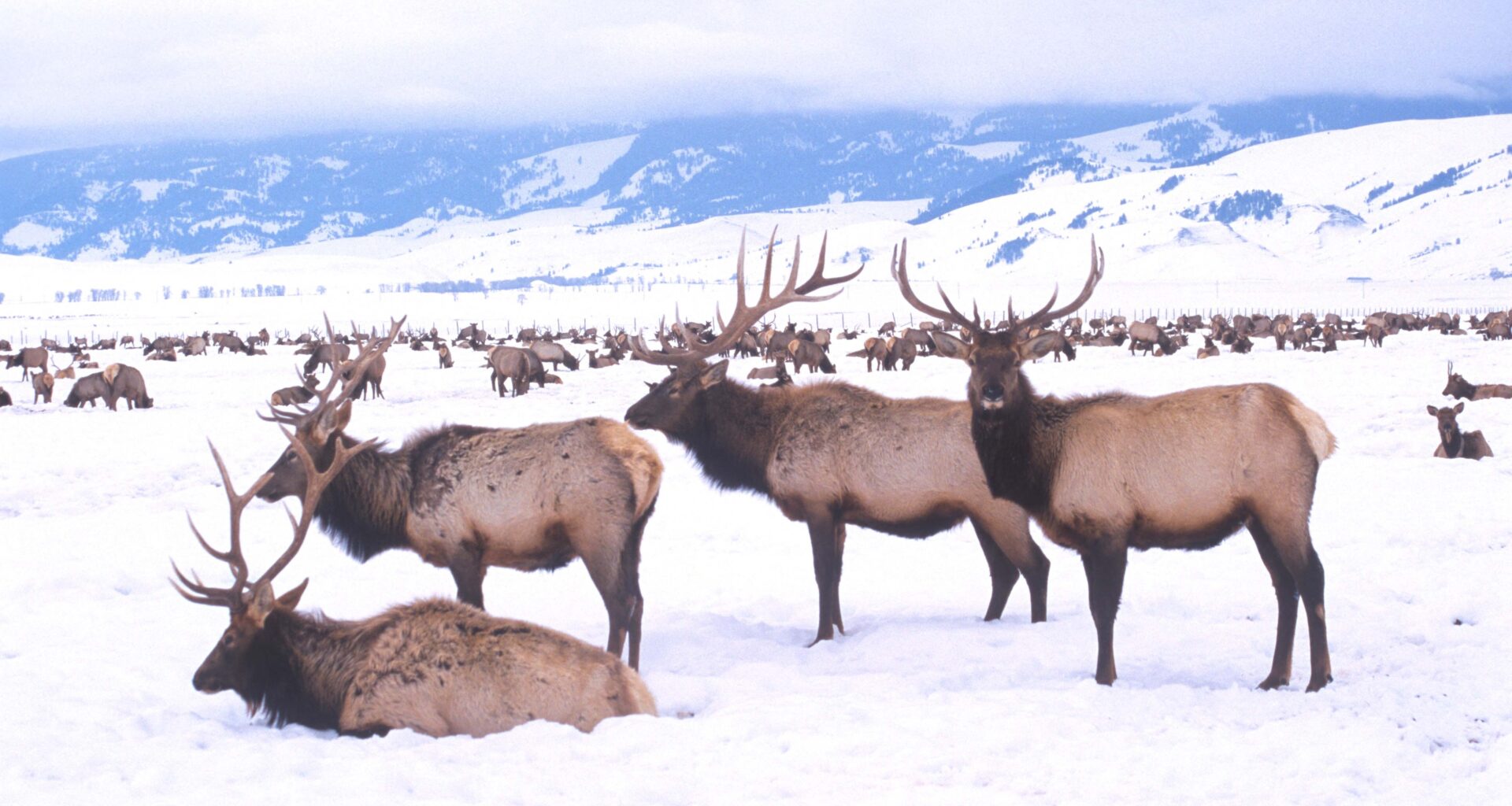 Cowboy State Daily logo