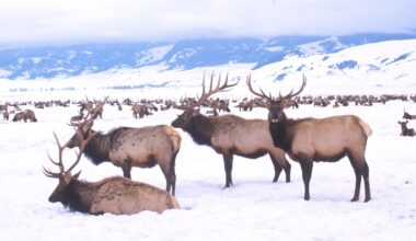 Cowboy State Daily logo