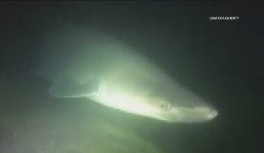 Divers come face-to-face with rarely seen, deep water shark off La Jolla coast
