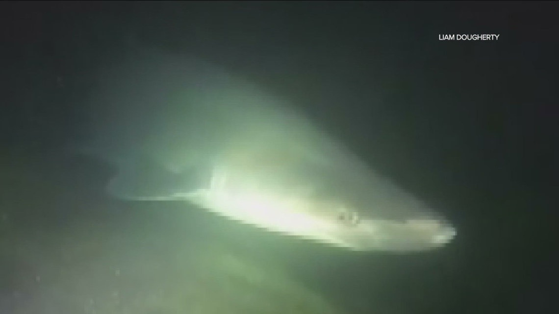 Divers come face-to-face with rarely seen, deep water shark off La Jolla coast