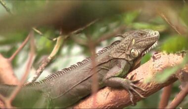 How iguanas keep coming back in Florida