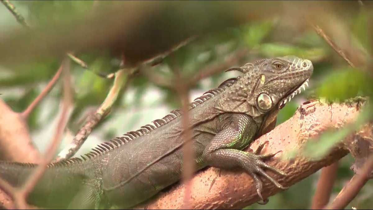 How iguanas keep coming back in Florida