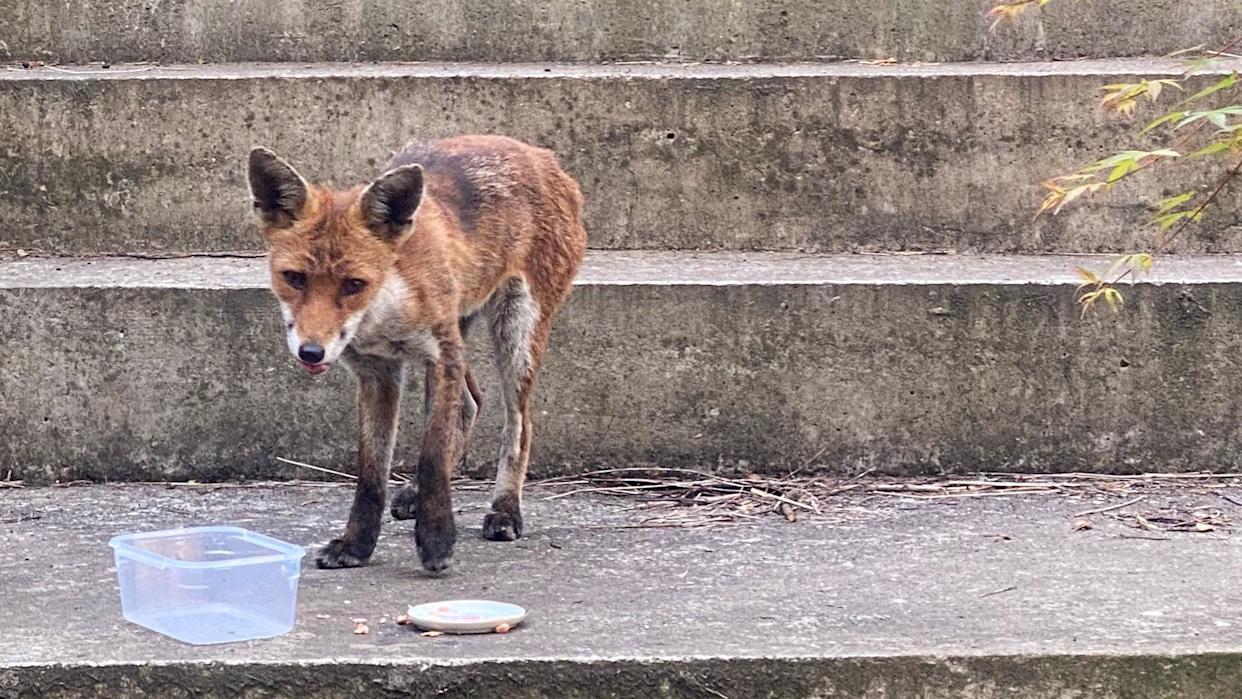 A thin red fox stands on concrete garden steps next to a small plastic water container and a plate of food. The fox has visible patches of fur loss on its back and legs, consistent with mange.