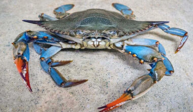 Blue Crabs Plagued by Deadly Parasite Find Relief with Help from a Fellow Sea Creature