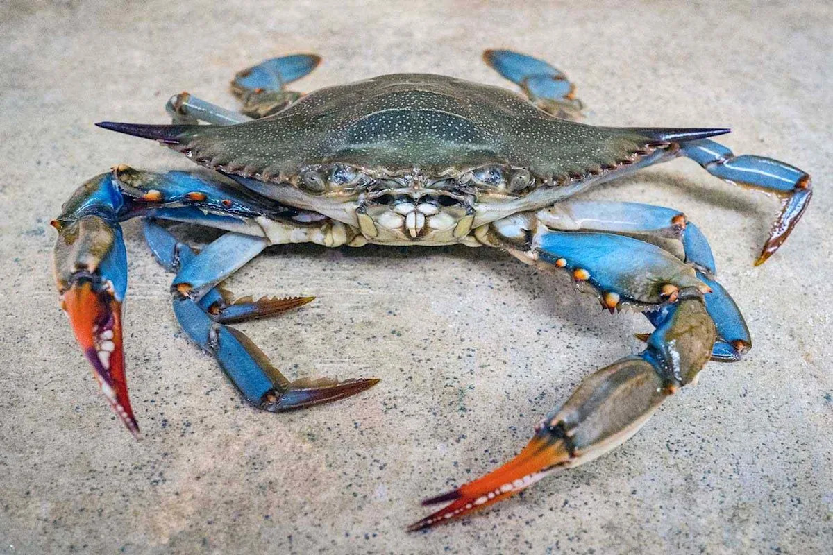 Blue Crabs Plagued by Deadly Parasite Find Relief with Help from a Fellow Sea Creature