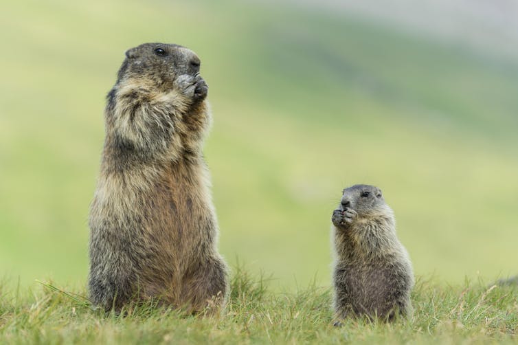 adult and young marmot in grassy field sitting on their hind legs, eating with front legs by mouth