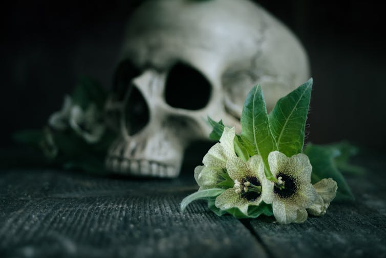 Skull on wooden floorboards with white bell shaped flowers in foreground.