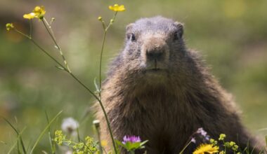 Groundhogs are lousy forecasters but valuable animal engineers – and an important food source