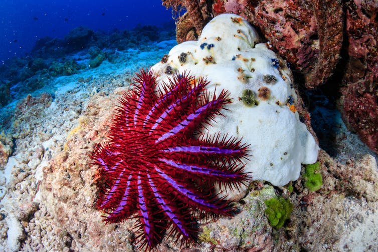 Large pink starfish covered in thorns.
