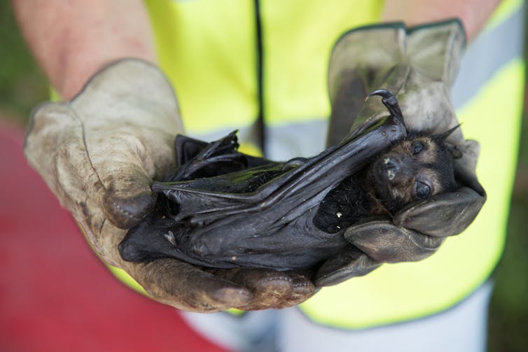 a dead flying fox, large bat held in two hands.