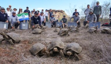 Release of Floreana tortoises on February 20.