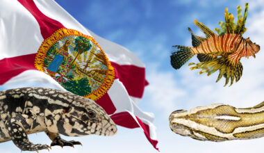Florida flag flying next to Everglades Dirty Dozen invasive species