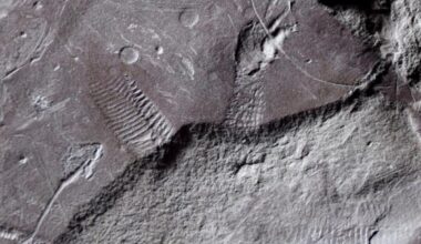 Fossil Of Ancient Reptile Butthole