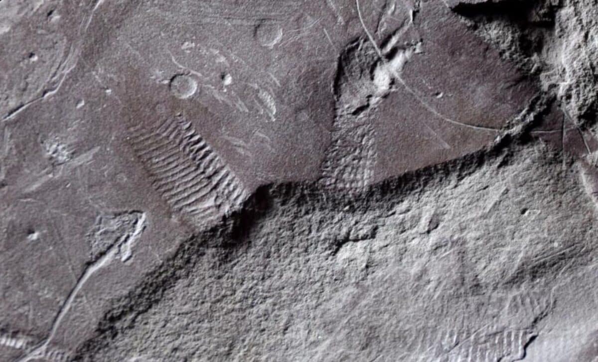 Fossil Of Ancient Reptile Butthole