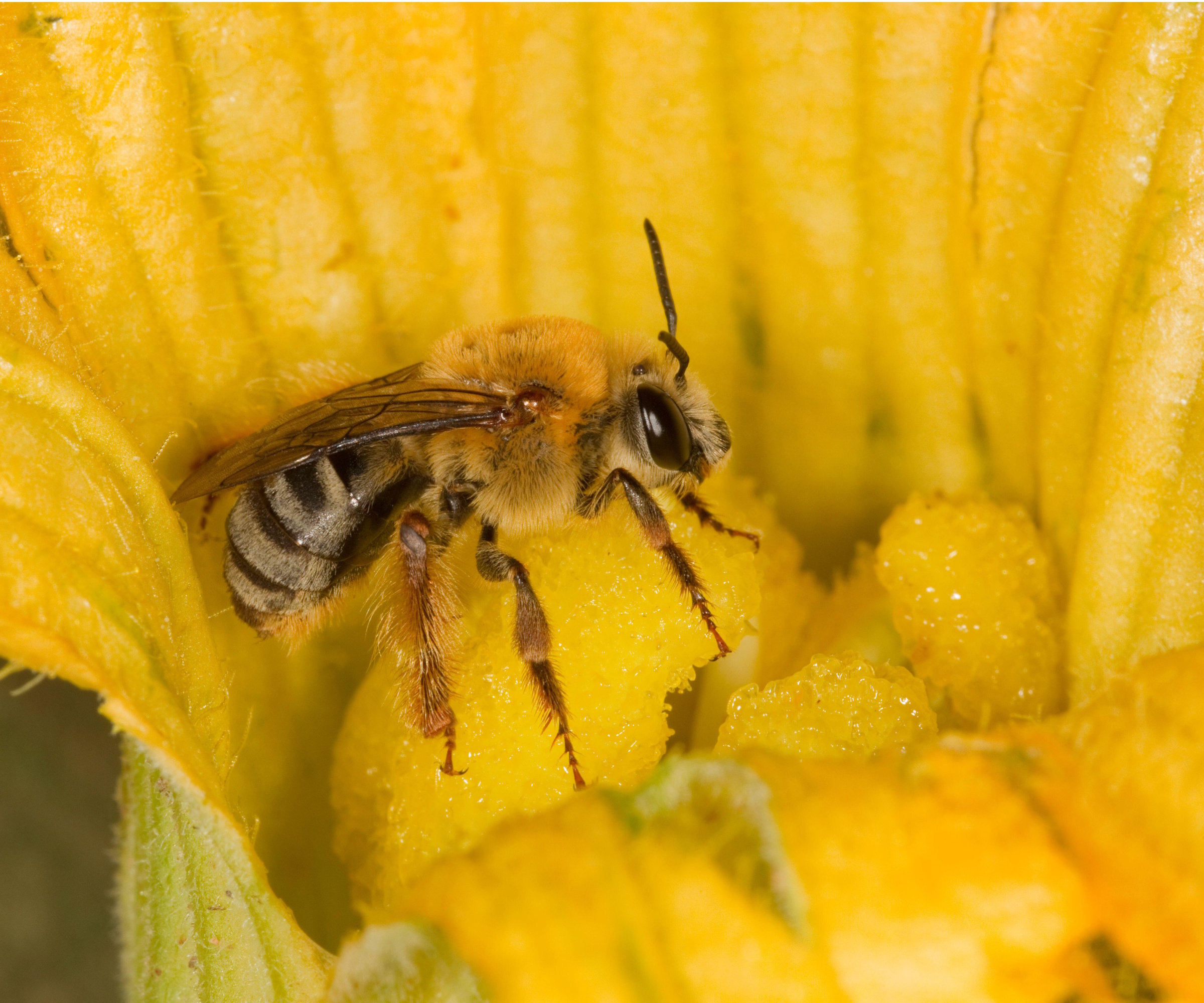 Squash bee