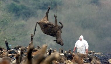 Foot-and-mouth was the start of the trouble