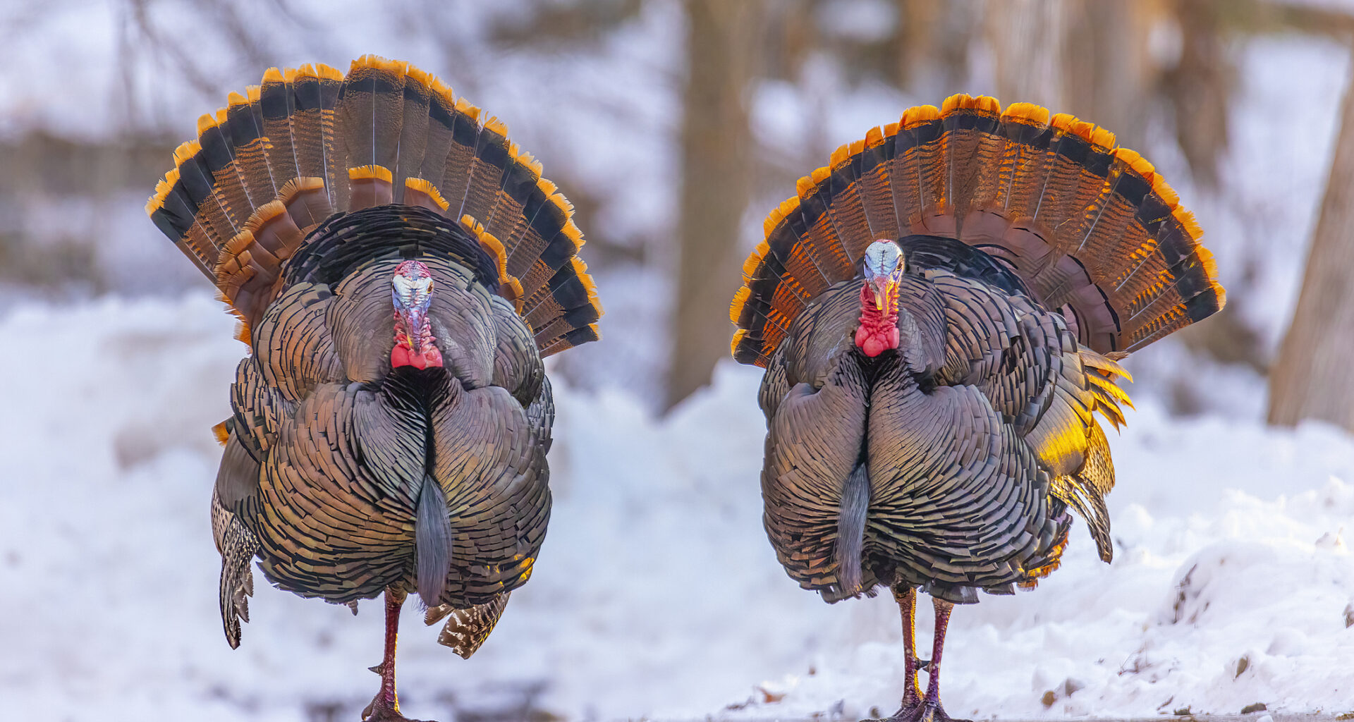Wild Turkeys Wreak Havoc In Otherwise Peaceful Wisconsin City