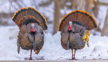 Wild Turkeys Wreak Havoc In Otherwise Peaceful Wisconsin City