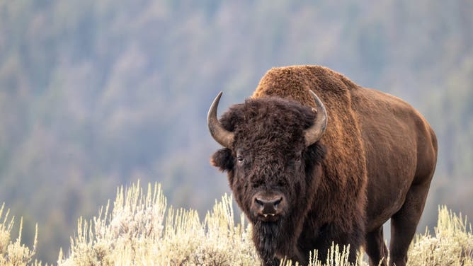 Bison (Credit: Getty Images Creatives)