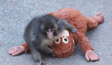 Want your own stuffed orangutan like Punch the monkey? We found some adorable options