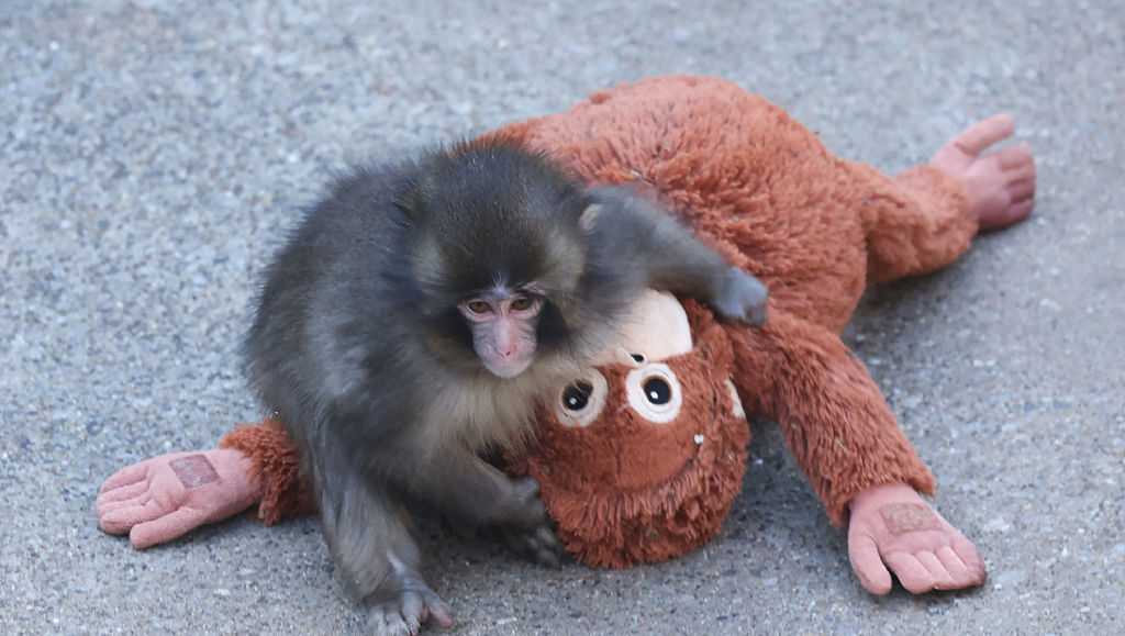 Want your own stuffed orangutan like Punch the monkey? We found some adorable options