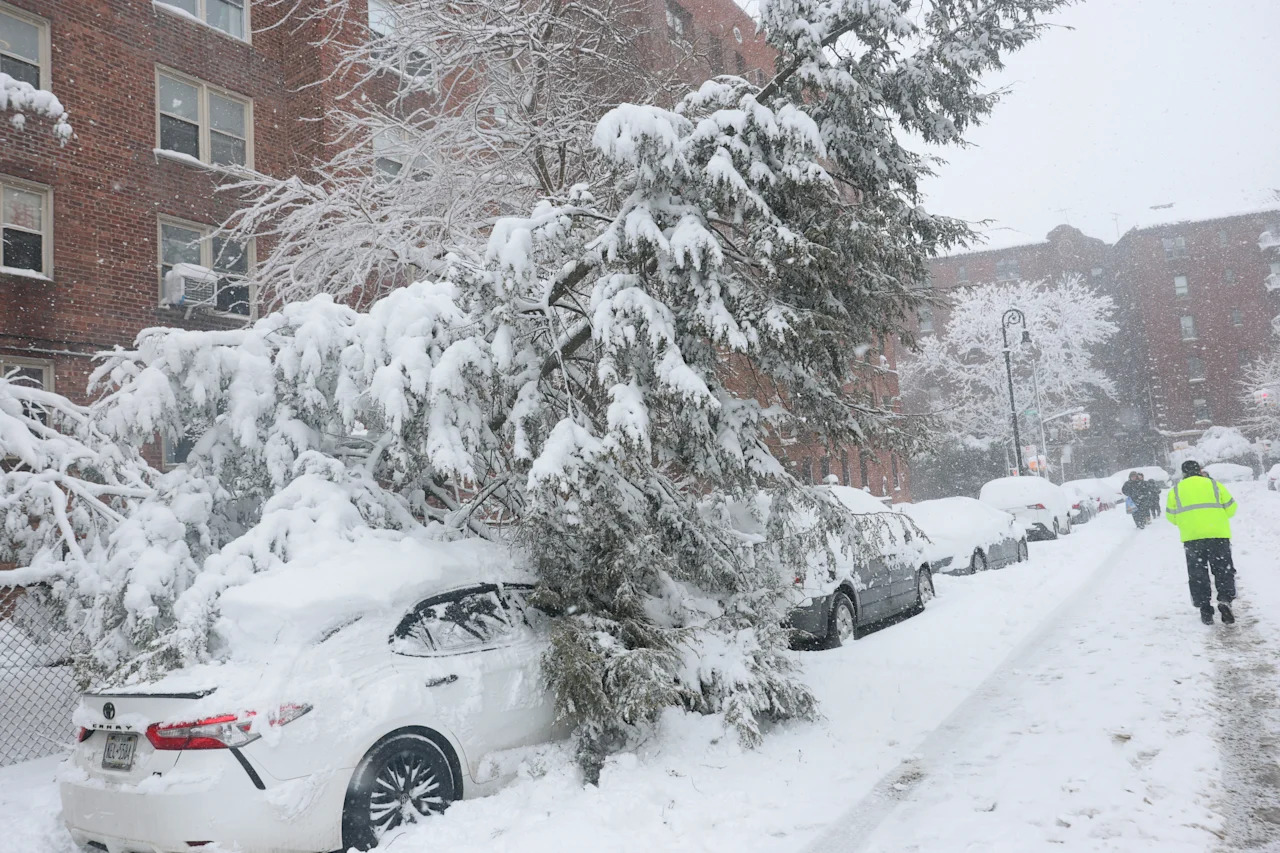 People walk past a fallen tree on a car.