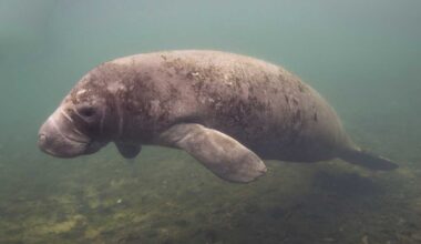 25 dead manatees removed from Lee County waters, including Manatee Park, possibly due to cold stress
