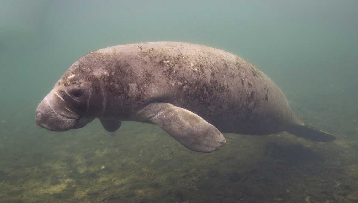 25 dead manatees removed from Lee County waters, including Manatee Park, possibly due to cold stress