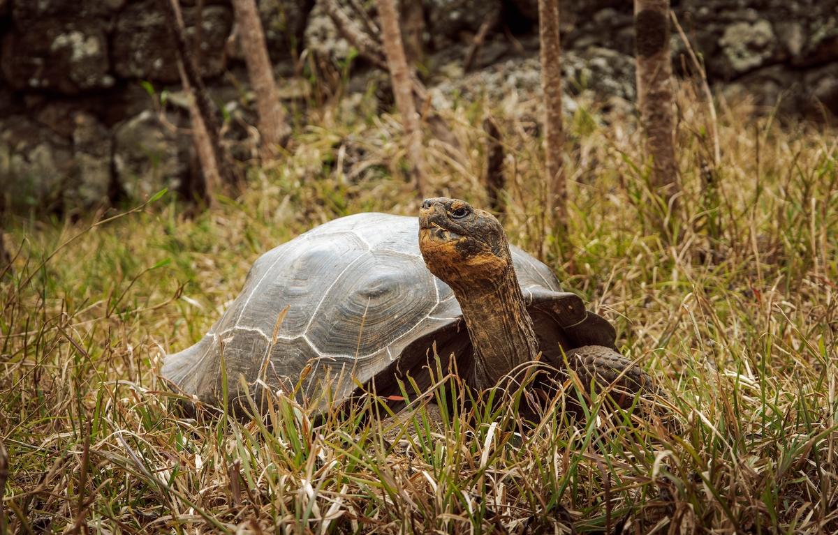 Floreana tortoise