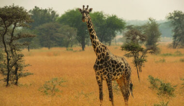 Viral Video Shows How Giraffes Can’t Seek Shelter During Storms
