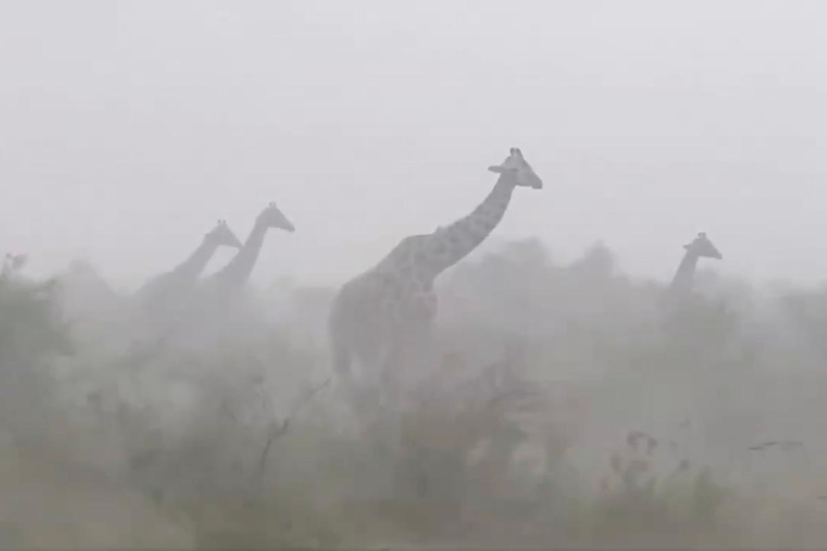 Viral video of giraffes in rainstorm stuns millions: 'They are so innocent'