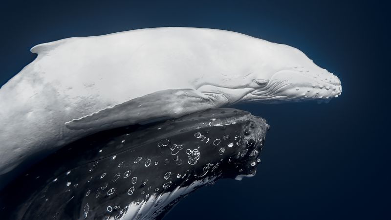 World Nature Photography Awards 2026: Image of ultra-rare white whale scoops top prize