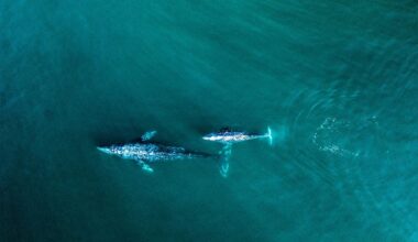 Several Gray Whales Make 'Unseasonably Early' Appearance In the Bay