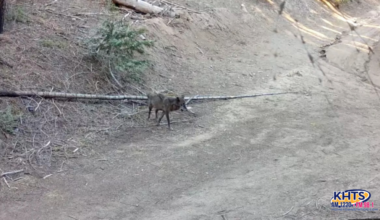 Rare Sighting! Gray Wolf Spotted Near Santa Clarita