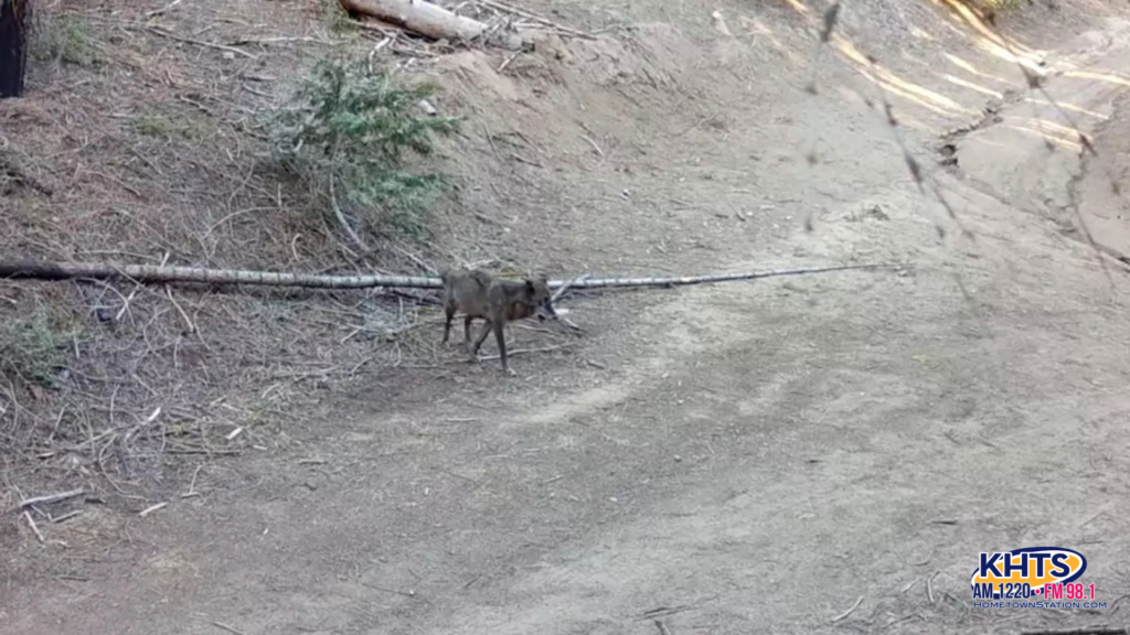Rare Sighting! Gray Wolf Spotted Near Santa Clarita